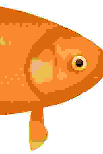 Example image of a fish
