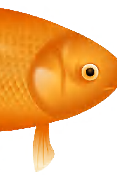 Example image of a fish